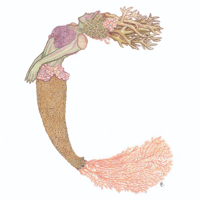A mermaid design that incorporates a variety of corals with the mermaid making a silhouette of the letter C.