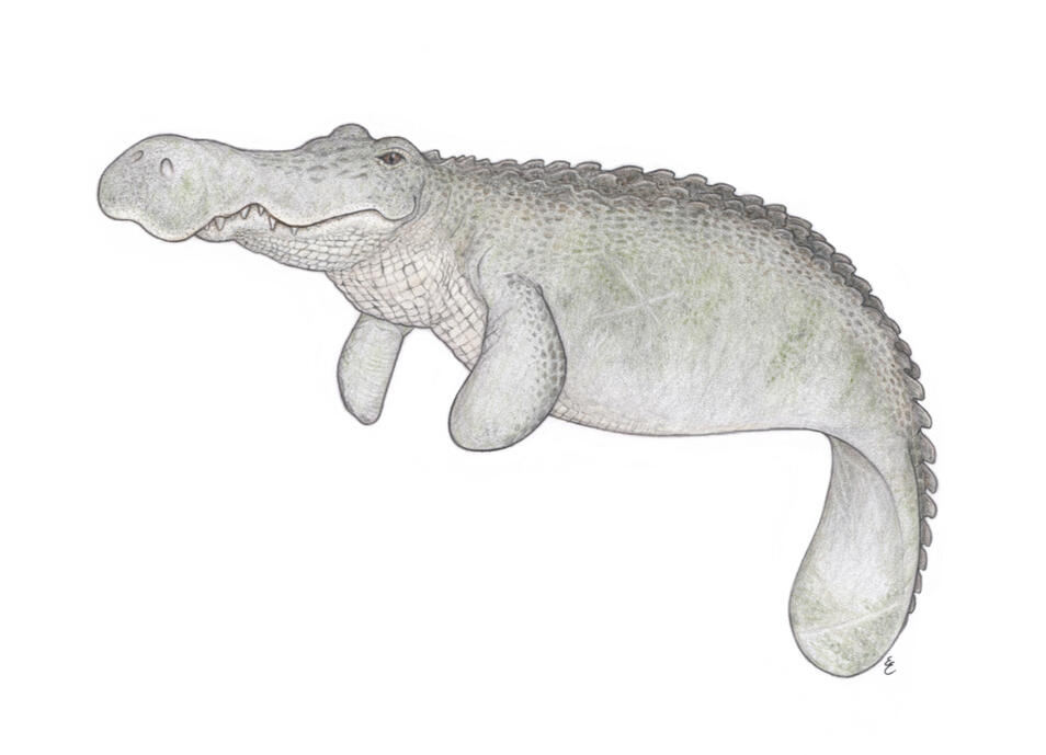 A colored pencil drawing of a hybrid creature that is a mix of manatee body, fins, nose, and tail w/ alligator eyes, jawline, and ridges